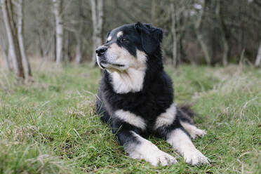 Ein Mischlingshund mit schwarzem Fell und weißen Flecken, ein Therapiehund, liegt im Freien im Gras. - MINF11392