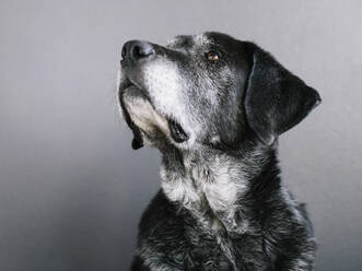 Ein Mischlingshund mit schwarzem Fell, ein Therapiehund, ein Mischling aus Großem Pyrenäenberghund und Anatolischem Hirtenhund. - MINF11394