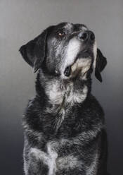 Ein Mischlingshund mit schwarzem Fell, ein Therapiehund, ein Mischling aus Großem Pyrenäenberghund und Anatolischem Hirtenhund. - MINF11395