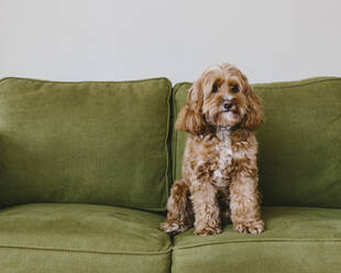 Ein Cockapoo-Mischlingshund, eine Cockerspaniel-Pudel-Kreuzung, ein Familientier mit braunem, gelocktem Fell, das auf einem Stuhl sitzt - MINF11396