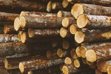 Stacked logs, freshly logged spruce, hemlock and fir trees - MINF11421