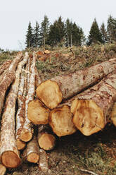 Stacked logs, freshly logged spruce, hemlock and fir trees - MINF11424