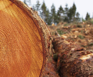 Gesägte Enden von Holzstämmen, geschnittenes Holz, mit Holzmaserung. - MINF11425