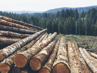 Gestapelte Baumstämme, frisch gefällte Fichten und Tannen im pazifischen Nordwesten, Wald in der Ferne. - MINF11428