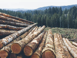 Stacked logs, freshly logged spruce and fir in the Pacific Northwest, forest in distance. - MINF11428