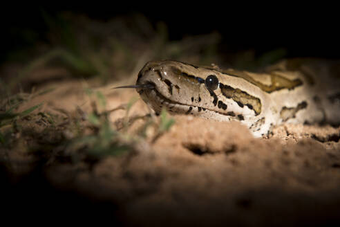 Der Kopf einer afrikanischen Python, Python sebae, beleuchtet vom Scheinwerferlicht, mit herausgestreckter Zunge - MINF11429