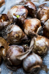 High angle close up of brown onion bulbs on a grey background. - MINF11430