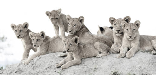 Löwenjunge, Panthera leo, liegen zusammen auf einem Termitenhügel und schauen aus dem Bild - MINF11567