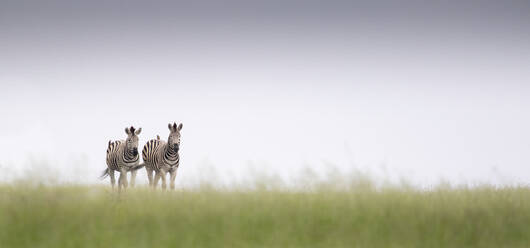 Two zebra, Equus quagga, play together, standing on hind legs rearing up.  stock photo