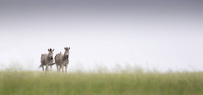 Zwei Zebras, Equus quagga, gehen im grünen Gras bei klarem Horizont spazieren - MINF11570