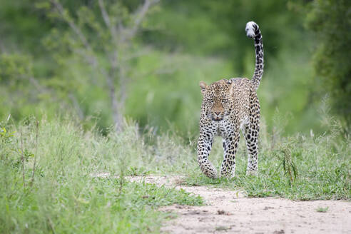 Ein Leopard, Panthera pardus, läuft mit erhobenem Schwanz durch kurzes grünes Gras und schaut aus dem Bild - MINF11572