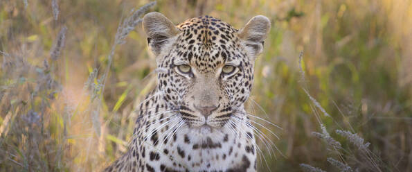 Der Kopf eines Leoparden, Panthera pardus, direkter Blick, braunes und grünes langes Gras im Hintergrund - MINF11573
