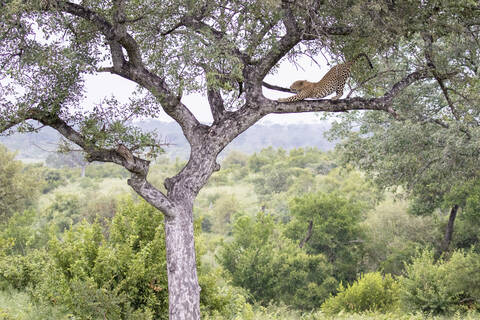 Ein Leopard, Panthera pardus, steht auf einem Ast und streckt sich, mit Grünzeug im Hintergrund, lizenzfreies Stockfoto