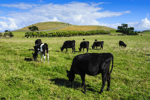 Weidende Kühe auf der Kaikoura-Halbinsel, Südinsel, Neuseeland - RUNF02587