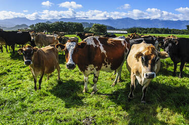 Curious cows, Karamea, South island, New Zealand - RUNF02593