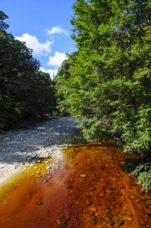 Fluss mit braunem Wasser aus Baumblättern, der durch das Oparara-Becken fließt, Karamea, Südinsel, Neuseeland - RUNF02594