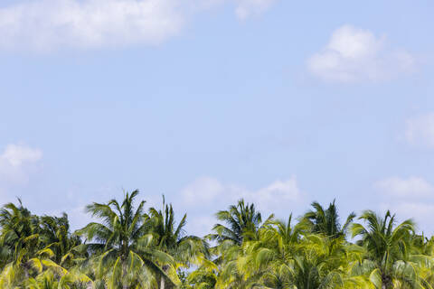 Palmen und blauer Himmel mit Wolken, Holbox, Yucatan, Mexiko, lizenzfreies Stockfoto