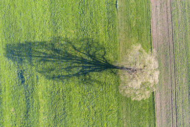 Aerial view of oak tree on meadow, shadow - SIEF08676