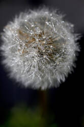 Blowball with raindrops, close-up - JTF01238