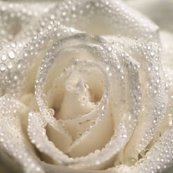 White rose blossom with waterdrops, close-up - JTF01241