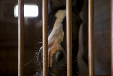 Close up of horse's nose in stall - MINF11634