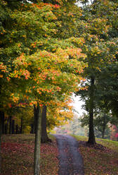 Path among trees and autumn leaves - MINF11680