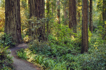 Dirt path in forest - MINF11776