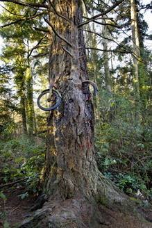 Bicycle lodged in tree in forest - MINF11963