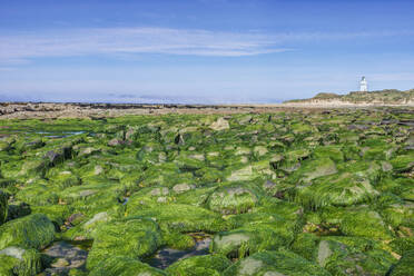 Algen bedecken Felsen am Strand, Waipapa, Catlins, Neuseeland - MINF11972