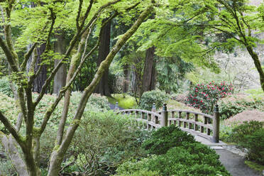 Wooden bridge in Japanese Garden, Portland, Oregon, United States - MINF11997