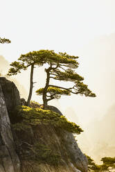 Baum wächst auf felsigem Berg, Huangshan, Anhui, China - MINF12040