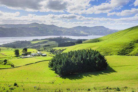 Üppige grüne Felder mit grasenden Schafen, Otago-Halbinsel, Südinsel, Neuseeland, lizenzfreies Stockfoto