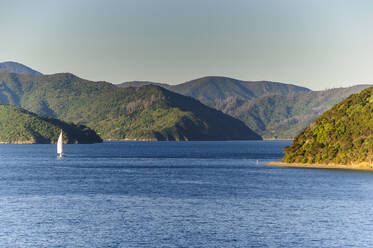 Sailing boat in the fjords around Picton, South Island, New Zealand - RUNF02672