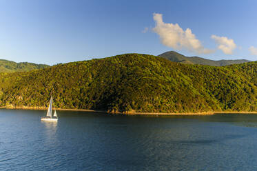 Sailing boat in the fjords around Picton, South Island, New Zealand - RUNF02673