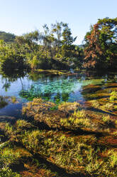 Te Waikoropupu Springs, Takaka, Golden Bay, Südinsel, Neuseeland - RUNF02675