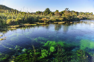 Te Waikoropupu Springs, Takaka, Golden Bay, Südinsel, Neuseeland - RUNF02676