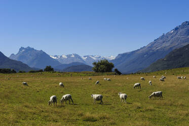 Weidende Schafe auf einer grünen Wiese, Rees-Tal bei Queenstown, Südinsel, Neuseeland - RUNF02680