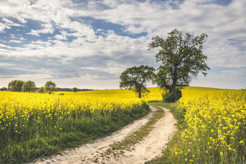 Schotterweg zwischen Rapsfeldern, Wangel, Deutschland - KEBF01260