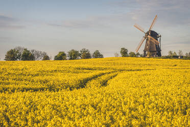 Blick auf Rapsfelder und Farver-Windmühle, Wangel, Deutschland - KEBF01261