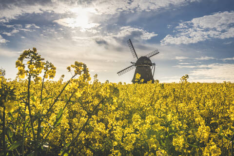 View to Farver windmill with rape field in the foreground, Wangel, Germany stock photo
