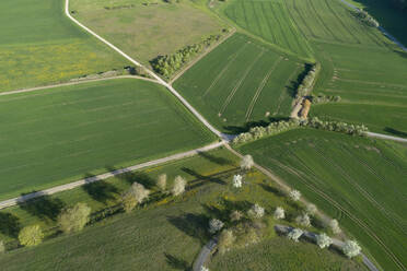 Aerial view of rural road with white blossoming trees and agricultural fields, Franconia, Bavaria, Germany - RUEF02231