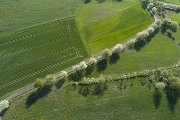 Luftaufnahme einer Landstraße mit weiß blühenden Bäumen und landwirtschaftlichen Feldern, Franken, Bayern, Deutschland - RUEF02232