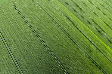 Aerial View of abstract green agricultural field, springtime, Franconia, Bavaria, Germany - RUEF02239