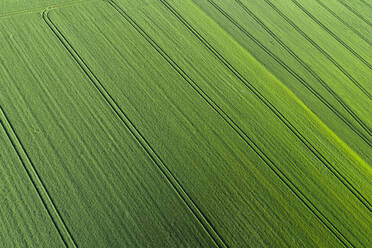 Luftaufnahme eines abstrakten grünen landwirtschaftlichen Feldes, Frühling, Franken, Bayern, Deutschland - RUEF02239