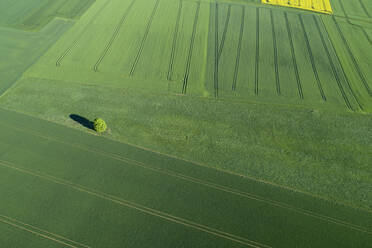 Luftaufnahme von Landschaft mit Solitärbaum in Wiese und landwirtschaftlichen Feldern, Frühling, Franken, Bayern, Deutschland - RUEF02240