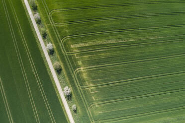 Abstract aerial view of rural road lined with trees and green agricultural fields, springtime, Franconia, Bavaria, Germany - RUEF02244