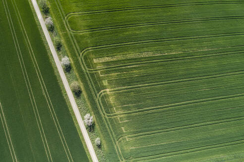 Abstrakte Luftaufnahme einer von Bäumen gesäumten Landstraße und grünen landwirtschaftlichen Feldern, Frühling, Franken, Bayern, Deutschland - RUEF02244