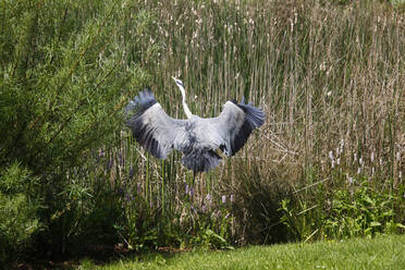 Graureiher, Ardea cinerea - JTF01243