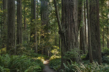 Trees growing in state park forest, California, United States - MINF12136