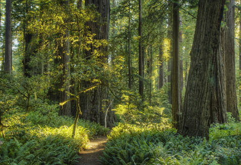 Bäume im Wald eines State Parks, Kalifornien, Vereinigte Staaten - MINF12137